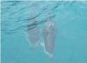 Dolphins-2.jpg